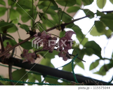 紫色の花を咲かすアケビの花 115575044