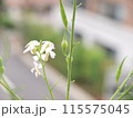 大根の花と実 115575045
