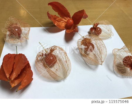 透かしほおずき 透かしほおずき 115575046