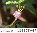 春の日差しを浴びて輝く満開のオジギソウの花 115575047