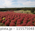紅葉したコキア 115575048