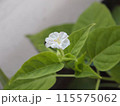 白いオシロイバナの花 115575062