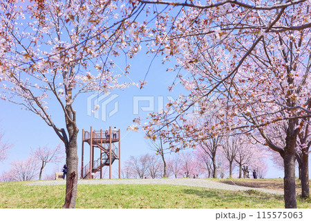 中札内の桜 115575063