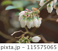 ブルーベリーの花房 115575065