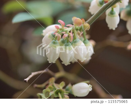 ブルーベリーの花房 115575065