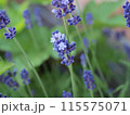 イングリッシュラベンダーの花 115575071