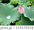蓮の花のある風景 115575074