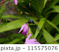 ヤナギランの蜜を吸うオオシオカラトンボの雄 115575076