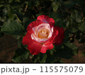 真ん中がピンクで外が赤い2色咲きのバラ 115575079