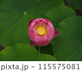 蓮の花、清浄なる花 115575081