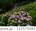 紫陽花が咲く里 115575083