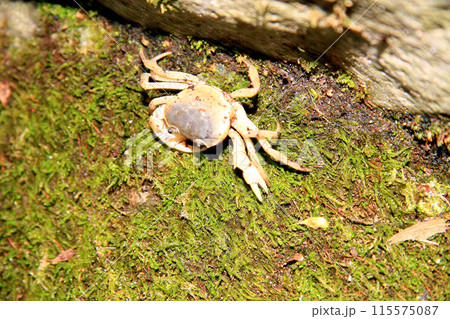 箱根で見つけた青いサワガニ 箱根で見つけた青いサワガニ 115575087
