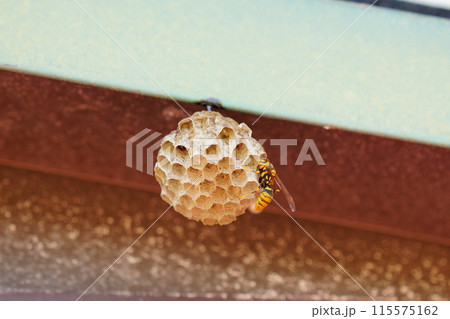 軒下に作られたアシナガバチの巣	とハチ 115575162
