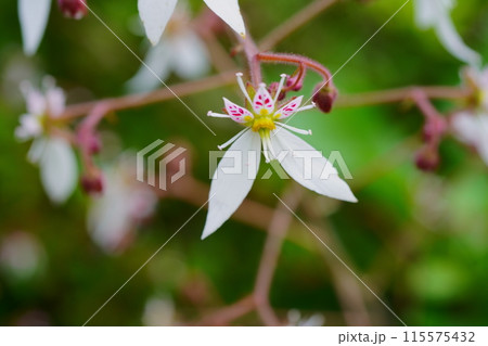 ユキノシタの花　アップ 115575432
