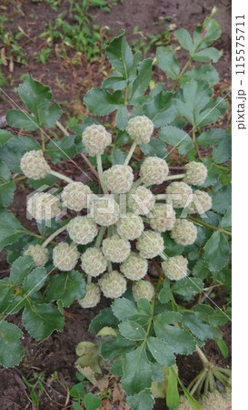 ハマボウフウ ハマボウフウ 115575711