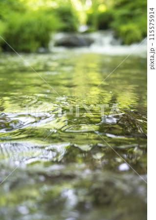 森の小川に映る新緑　木谷沢渓流 115575914
