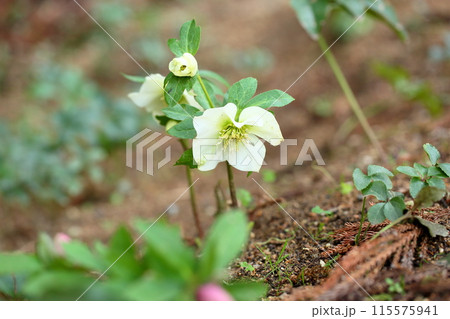 クリスマスローズの花 115575941