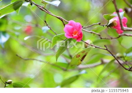 椿の花　寒咲赤侘助 115575945