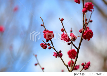 梅の花 八重寒紅 梅の花 八重寒紅 115576052