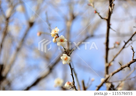 梅の花　満開　南高 115576055