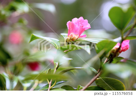 椿の花　紅侘助 115576058