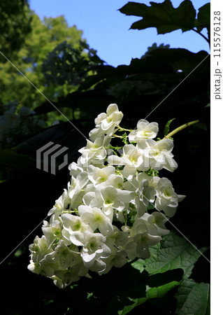 白いカシワバアジサイ 115576128