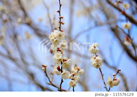 満開　梅の花　揚羽の蝶 115576129