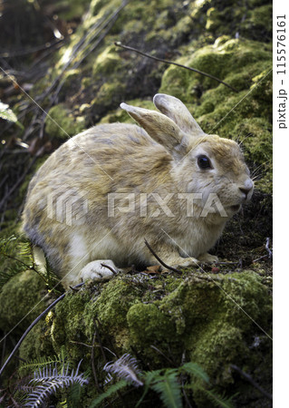 うさぎ島（大久野島）の野兎 115576161