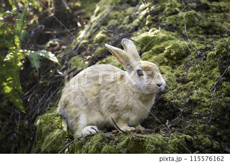 うさぎ島（大久野島）の野兎 115576162