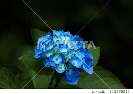 梅雨空に色彩鮮やかに咲き誇るアジサイの花 115576212
