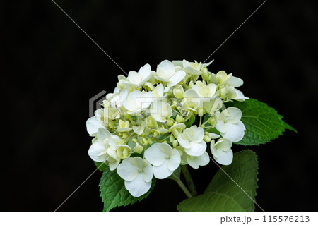 梅雨空に色彩鮮やかに咲き誇るアジサイの花 115576213