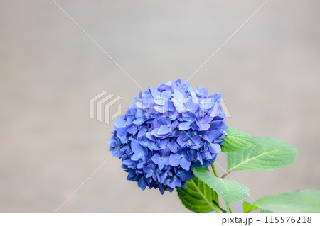 梅雨空に色彩鮮やかに咲き誇るアジサイの花 115576218