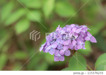 梅雨空に色彩鮮やかに咲き誇るアジサイの花 115576235