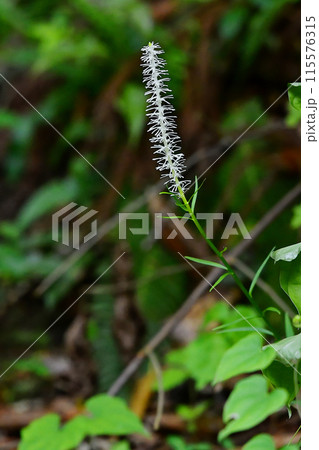 シュロソウ科シライトソウ属シライトソウの開花 115576315