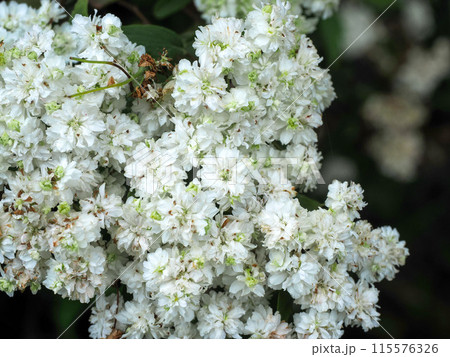八重咲のコデマリのある風景 115576326