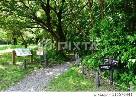 海老名市　神奈川県立相模三川公園せせらぎの森（自然観察園）入口 115576441