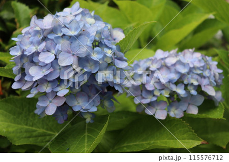 草木　紫陽花 115576712