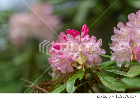 ひっそりと咲く満開の濃いピンクのシャクナゲの花 ひっそりと咲く満開の濃いピンクのシャクナゲの花 115576817