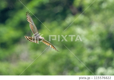 グリーンバックに悠然と飛ぶサシバ 成鳥 115576822