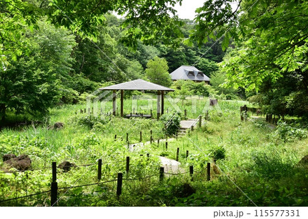 座間市　県立座間谷戸山公園の散策路と新緑に覆われた湿生生態園 115577331