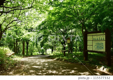 座間市　県立座間谷戸山公園伝説の丘（本堂山）新緑と散策路 115577332