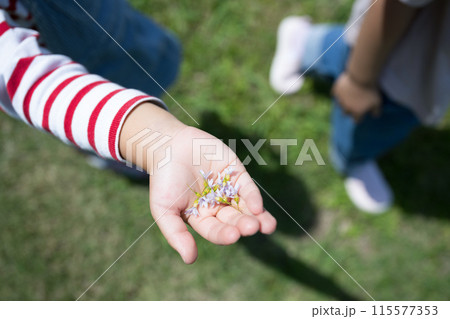 手のひらに、花をのせる、芝生に座って虫や生き物を探す幼児　夏休みの自由研究や観察など 115577353