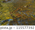 清流の水面に映る紅葉 115577392