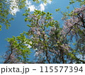 晴天に生える野生の藤 115577394