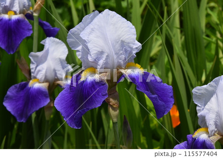 2024年比叡山 2024年比叡山 115577404