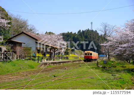 桜と小湊鉄道 115577594