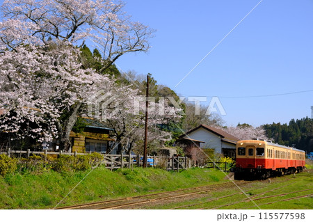 桜と小湊鉄道 115577598
