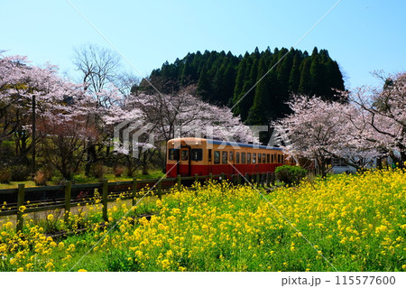 桜と菜の花と小湊鉄道 桜と菜の花と小湊鉄道 115577600