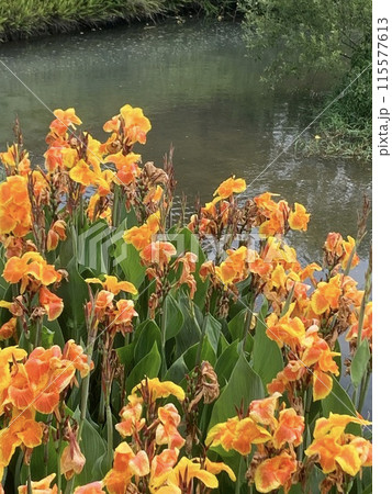 オレンジ色の花 115577613