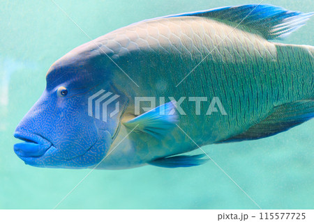 水中を泳ぐナポレオンフィッシュ 水中を泳ぐナポレオンフィッシュ 115577725